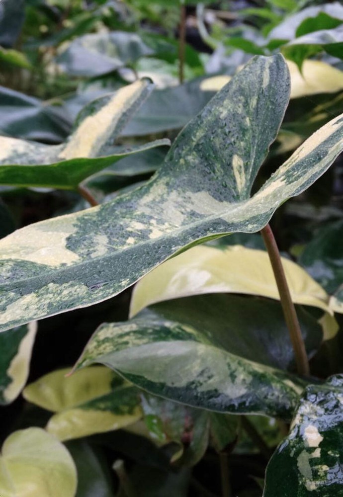 Philodendron Burle Marx Albo - STARTER PLANT - Rare Variegated Houseplant, Live