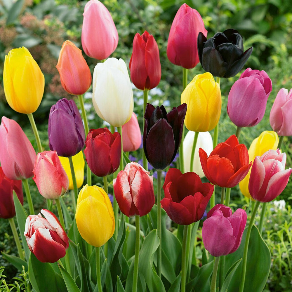 20 Grains Colored Tulip Tulip Tulipa Garden Flower