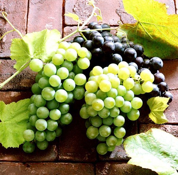 50 Mixed Grape Seeds Vitis Vinifera Fruit Seed