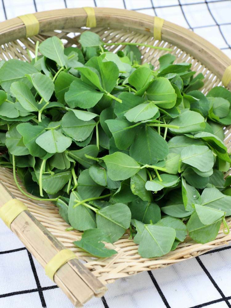 1000 Medicago hispida Seeds Shanghai Dishes Alfalfa Organic Vegetable 上海草头菜 金花菜
