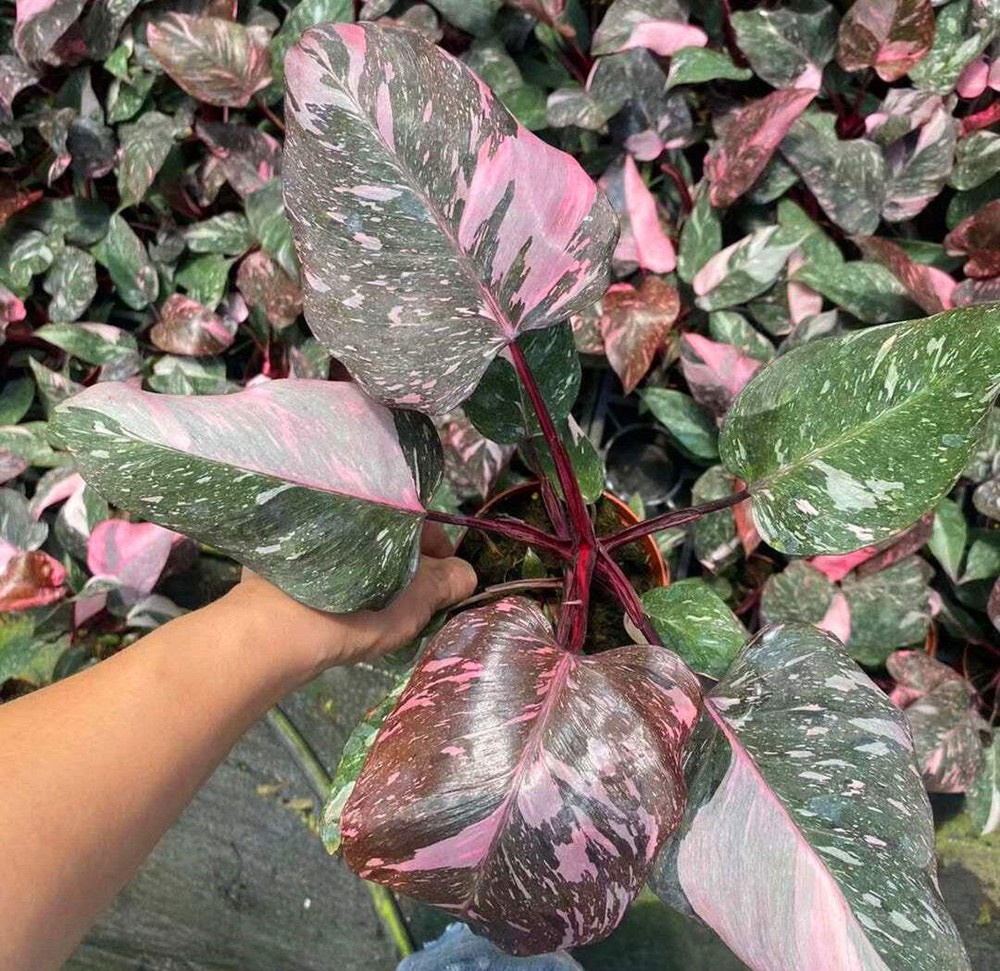 Philodendron Pink Princess Marble – Rare Variegated Aroid Starter Plant, Live In
